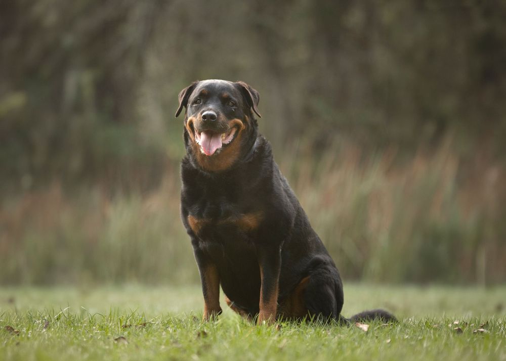 Rottweiler portrait in a Tampa Park