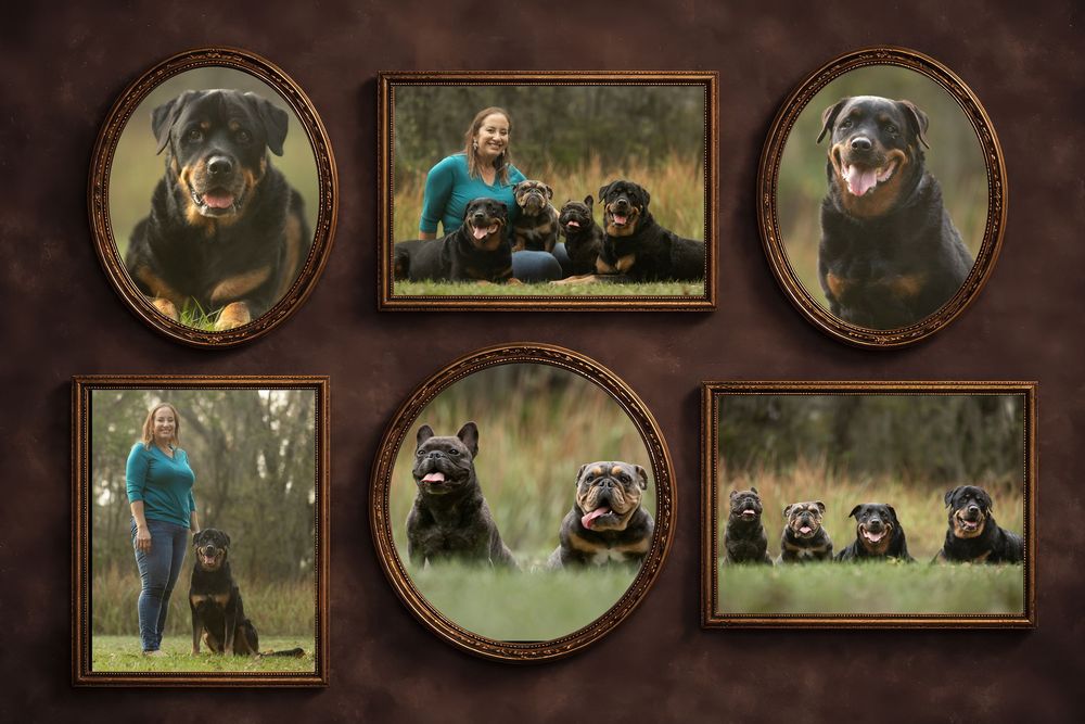 A photo gallery compilation featuring six framed portraits of rescue dogs on a warm brown background.