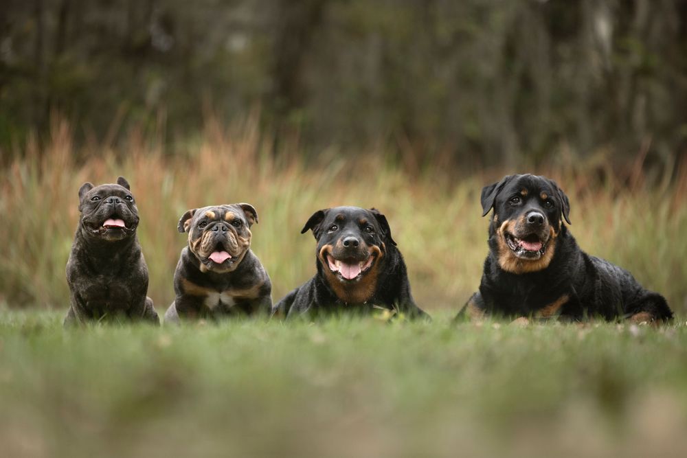 Four family members posing for their portrait