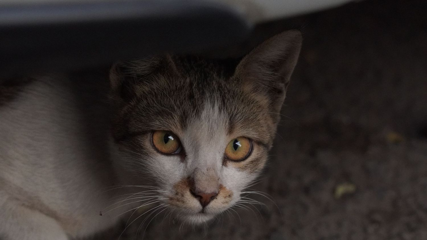 A close-up portrait of a wild cat with intense eyes, a witness to the beautiful imperfections found in nature and everyday life.