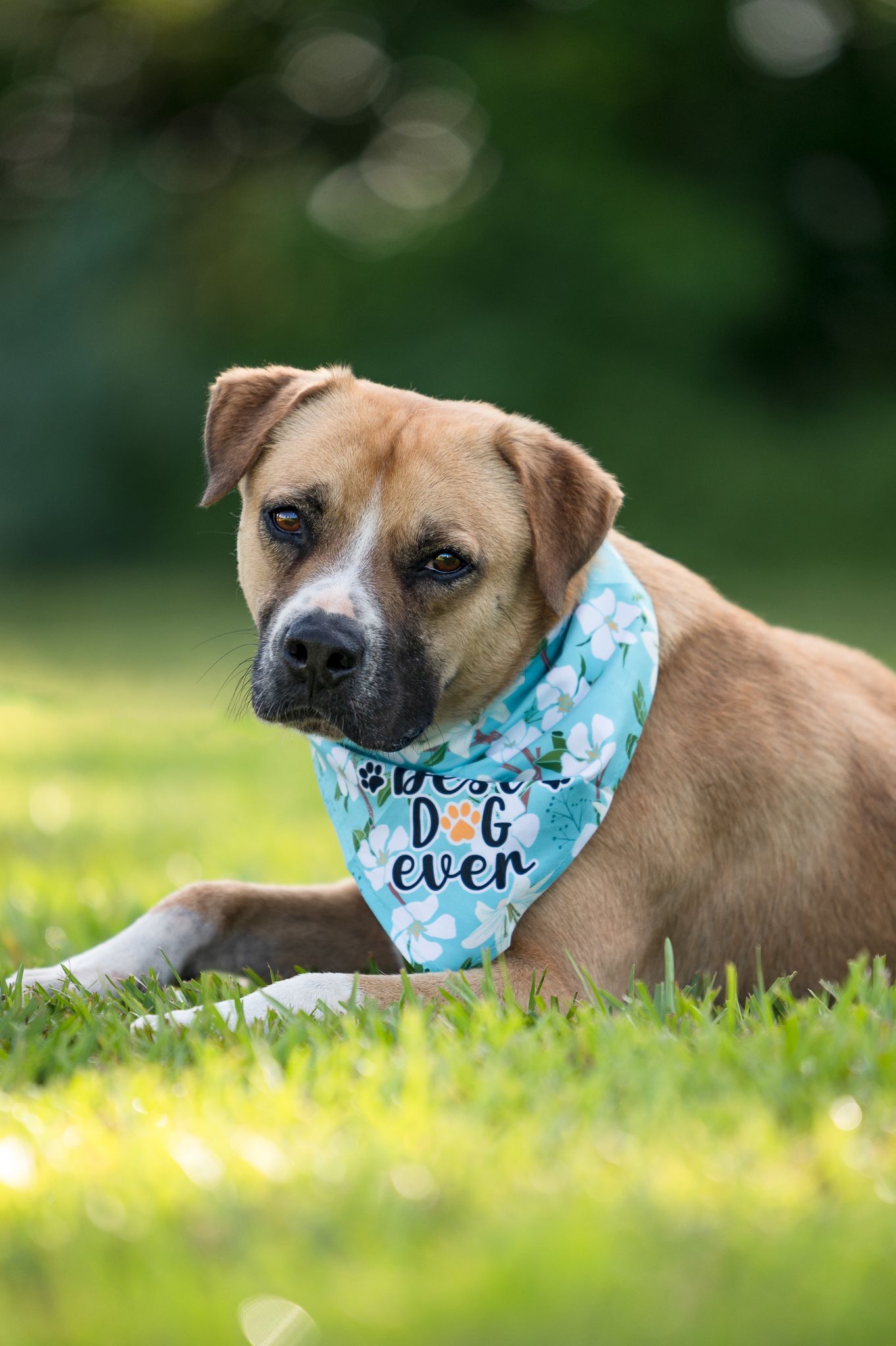 Brown pit bull mix dog wearing a light blue bandana lies in green grass on a sunny day with bokeh background.