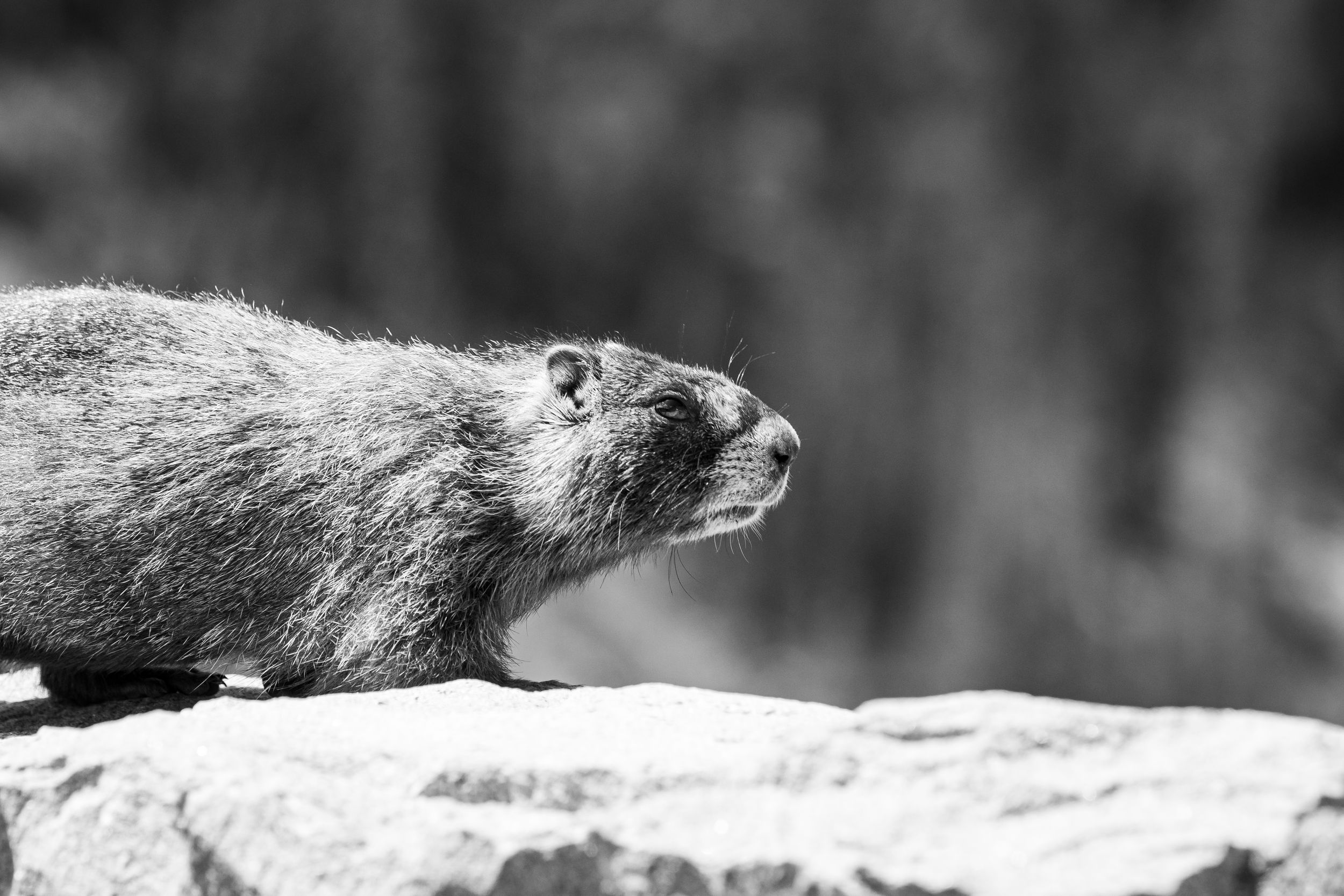 Black and white photo of a marmot perched on a rocky surface with a blurred forest background.