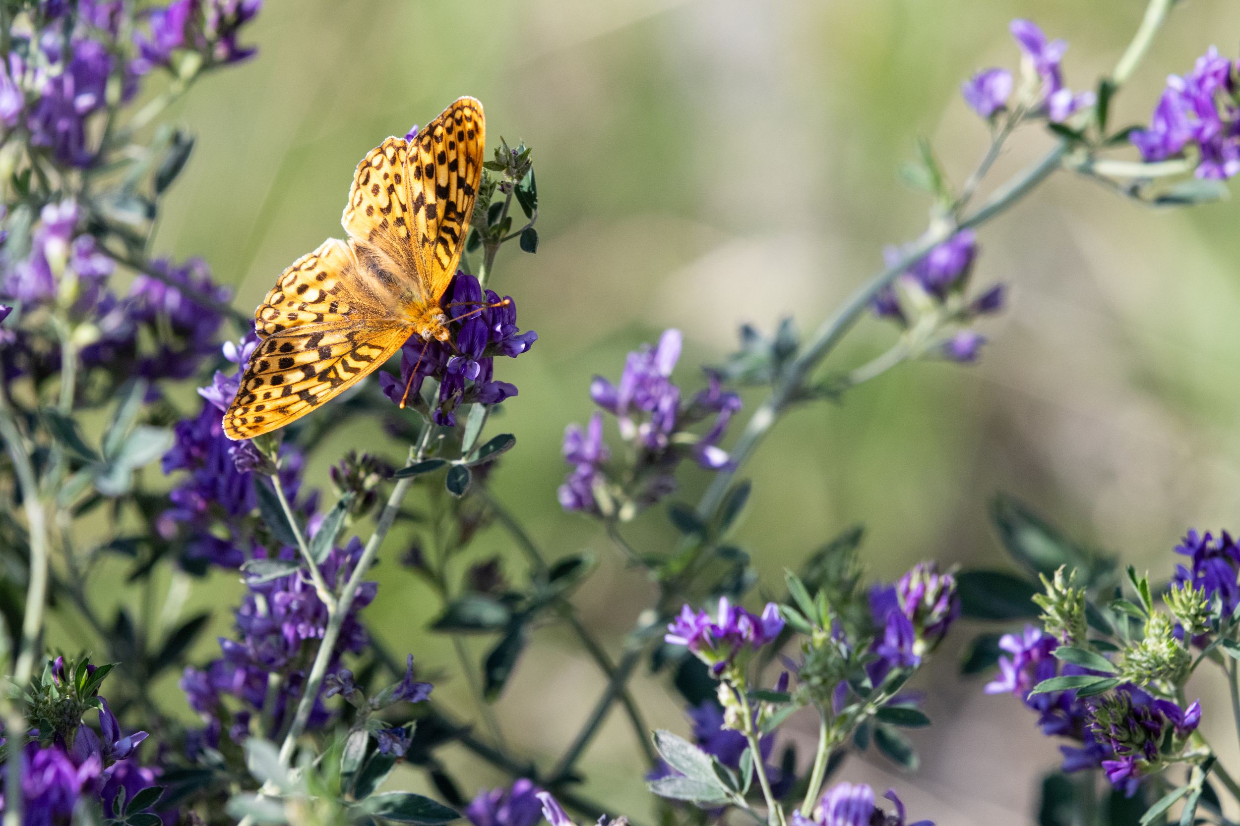 Orange spotted butterfly perched on vibrant purple wildflowers in a sunlit garden setting.