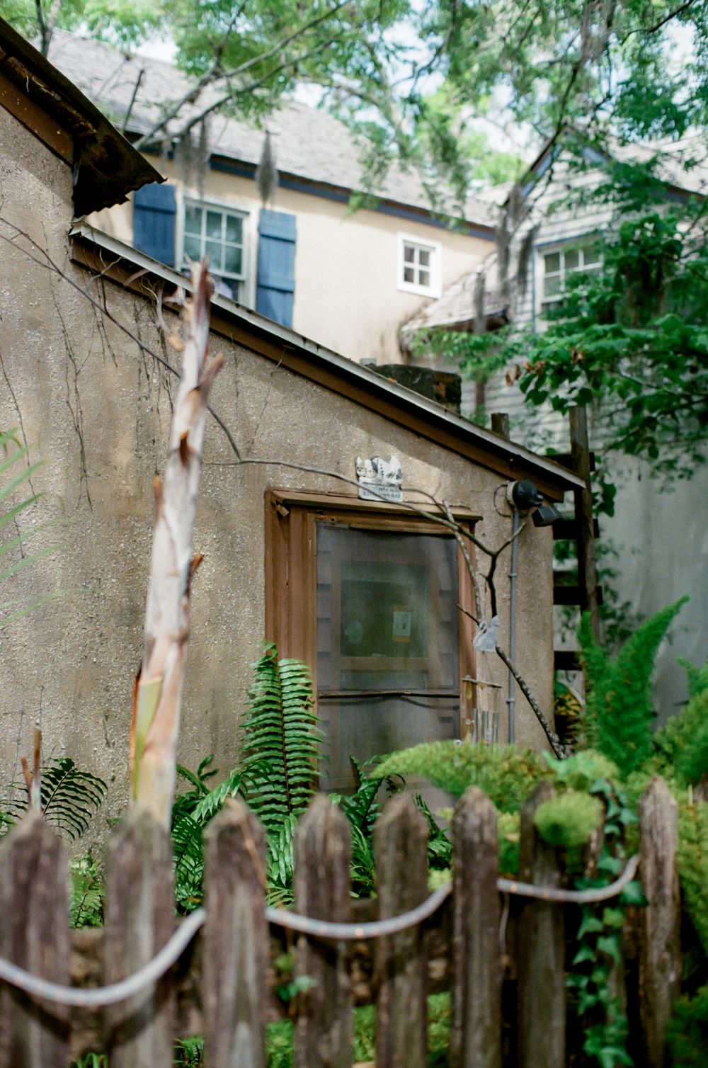 Overgrown abandoned building with wooden fence, ferns, and vines in a lush, atmospheric backyard setting.