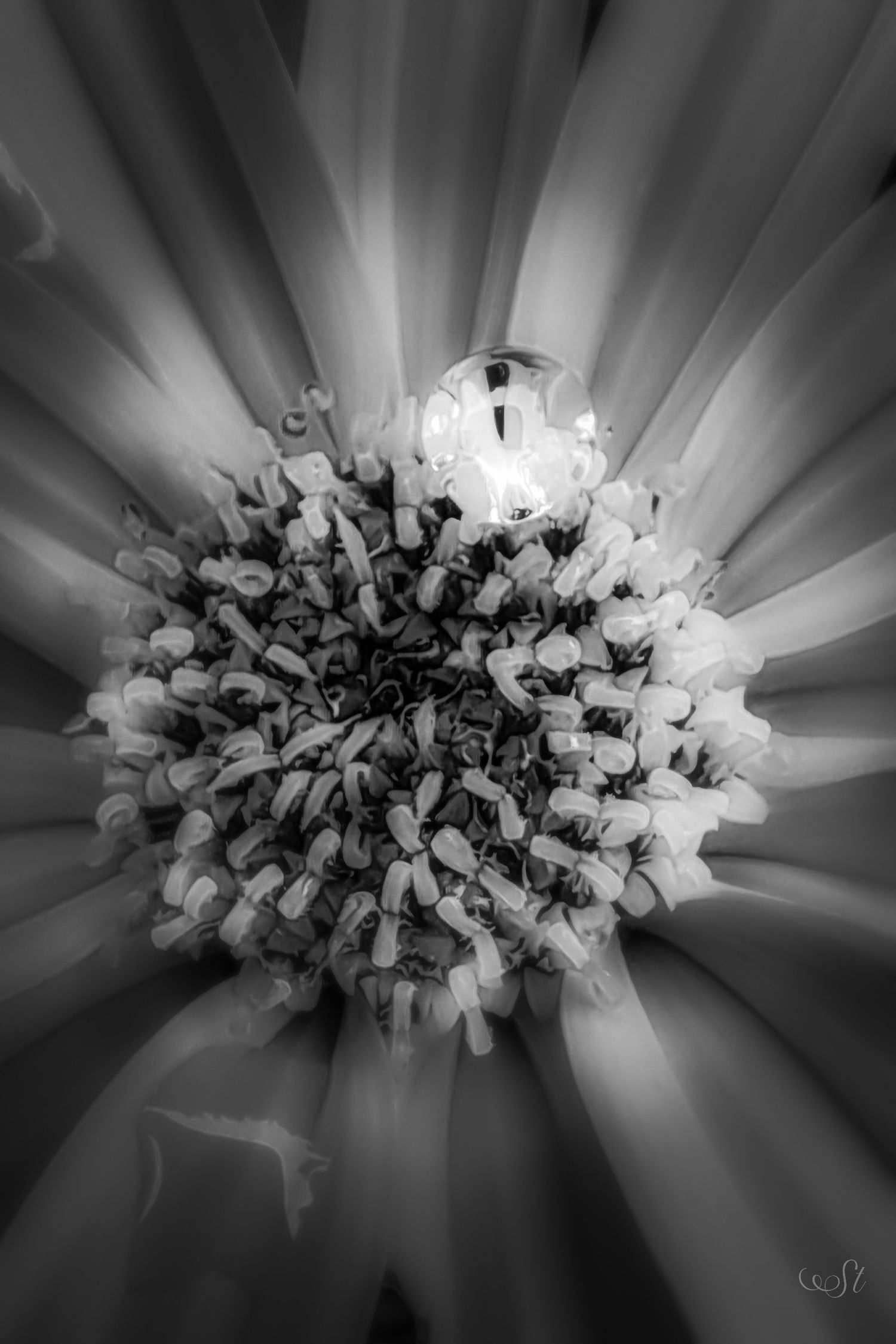 Fleur en noir et blanc, contraste et texture, photographie artistique minimaliste