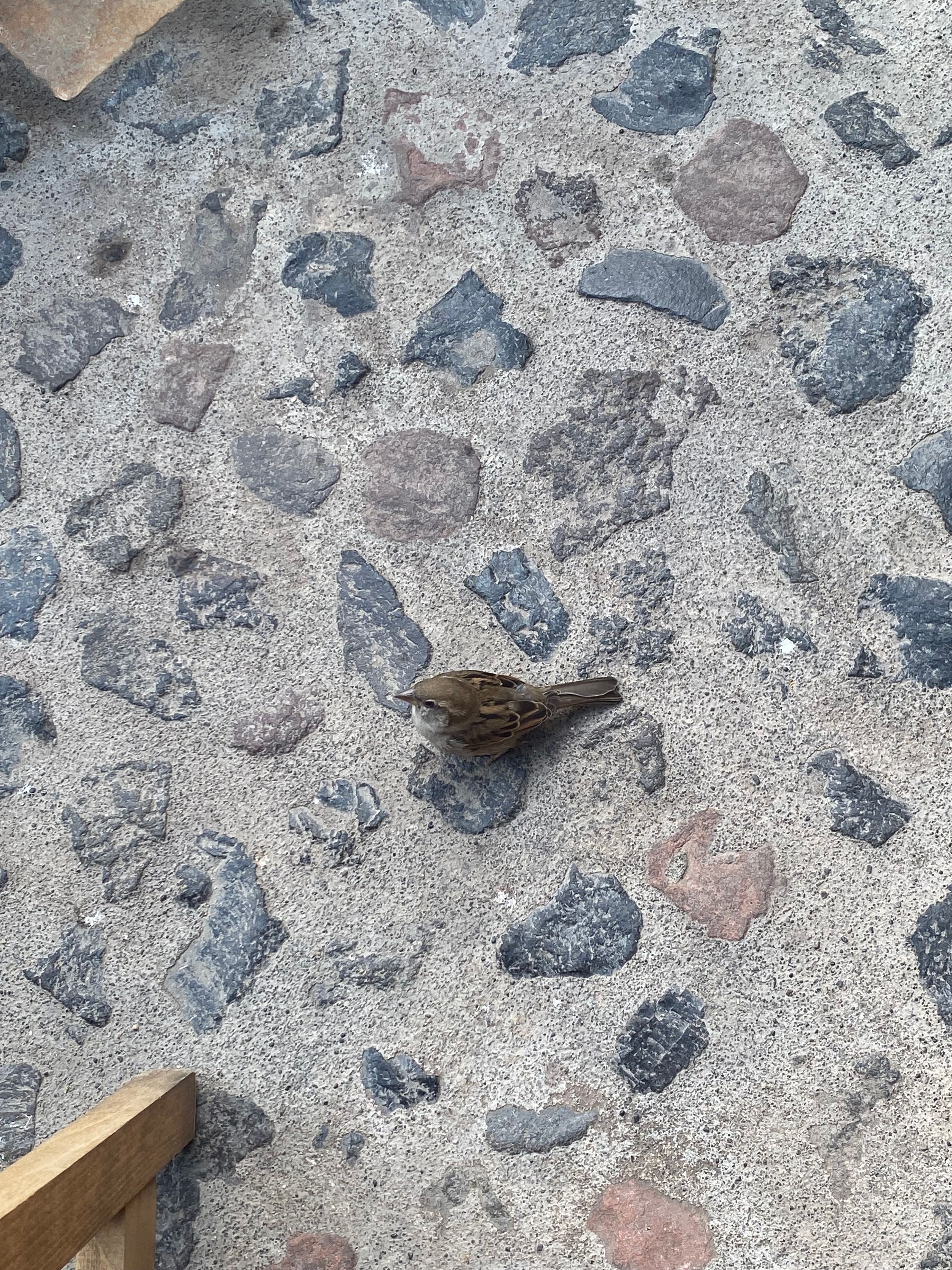 A small brown bird rests on a cobblestone or pebble-textured concrete surface.