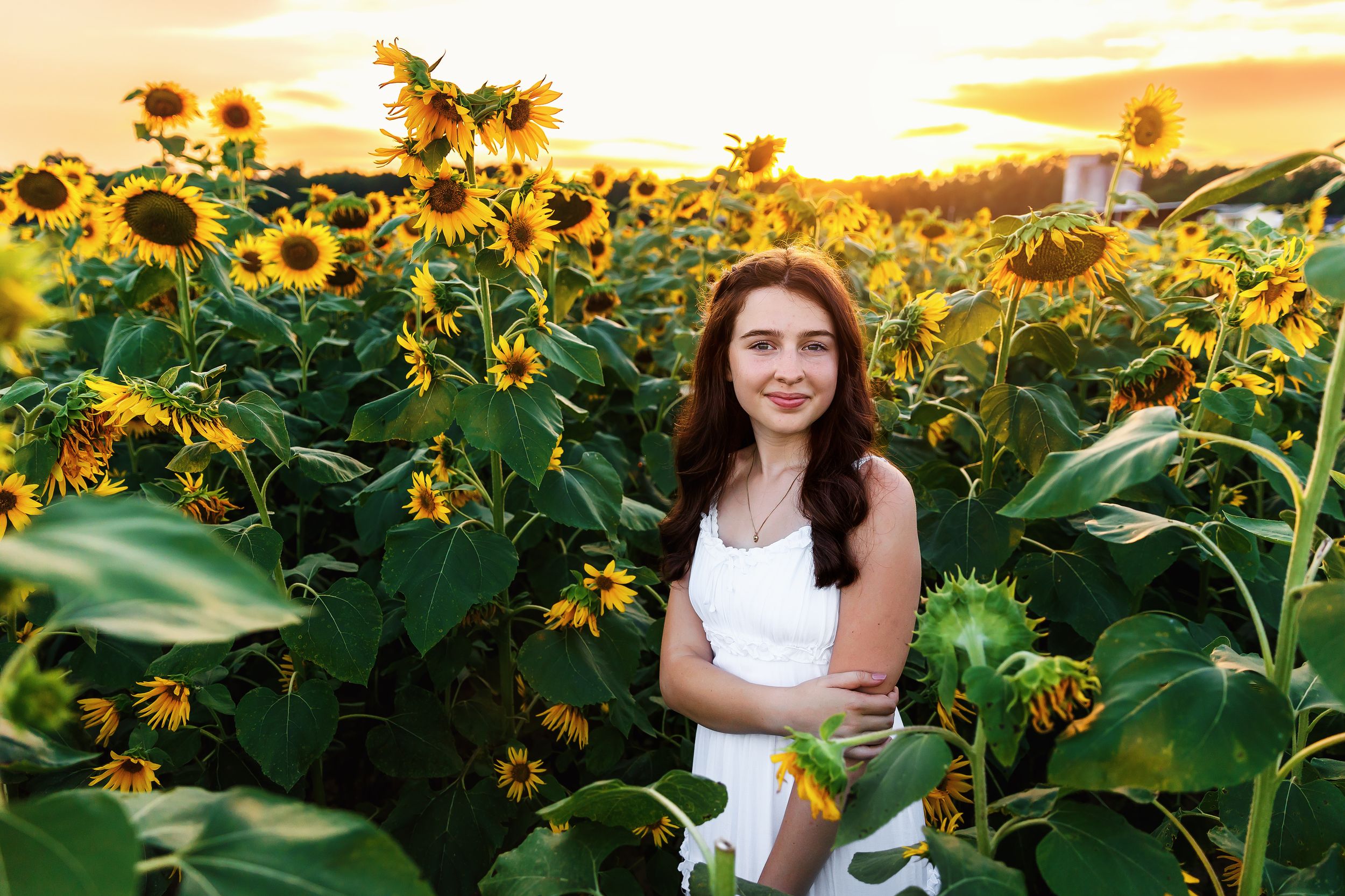 A vibrant sunflower field glows during golden hour with tall green stalks and bright yellow blooms stretching into the distance.