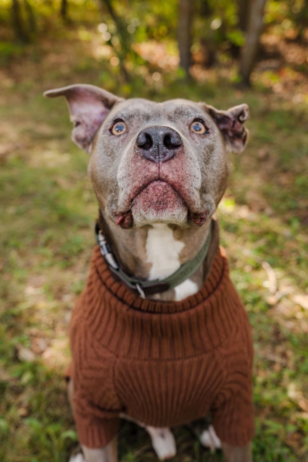 Gray pit bull terrier with blue eyes looks up while wearing a rust-orange knit sweater on a sunlit grassy trail.