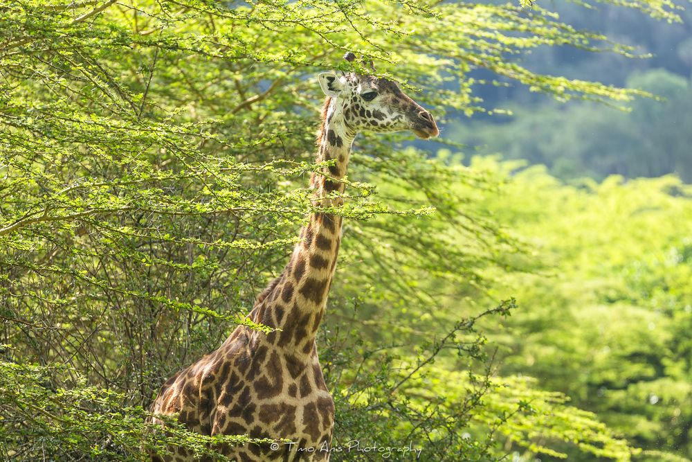 A tall giraffe stretches its neck to browse leaves among lush green acacia trees in a sunlit forest setting.
