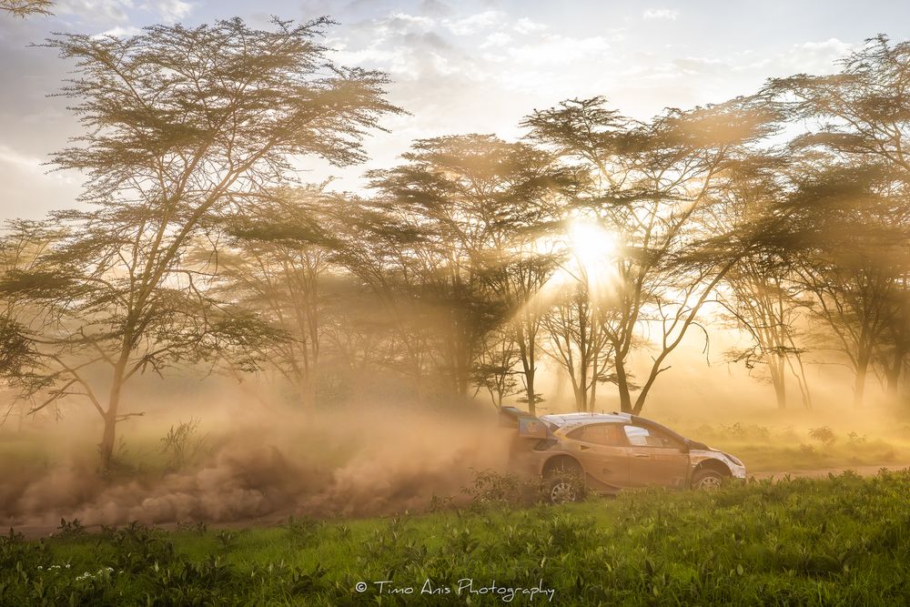 Sunlight streams through misty acacia trees on an African savanna during golden hour.