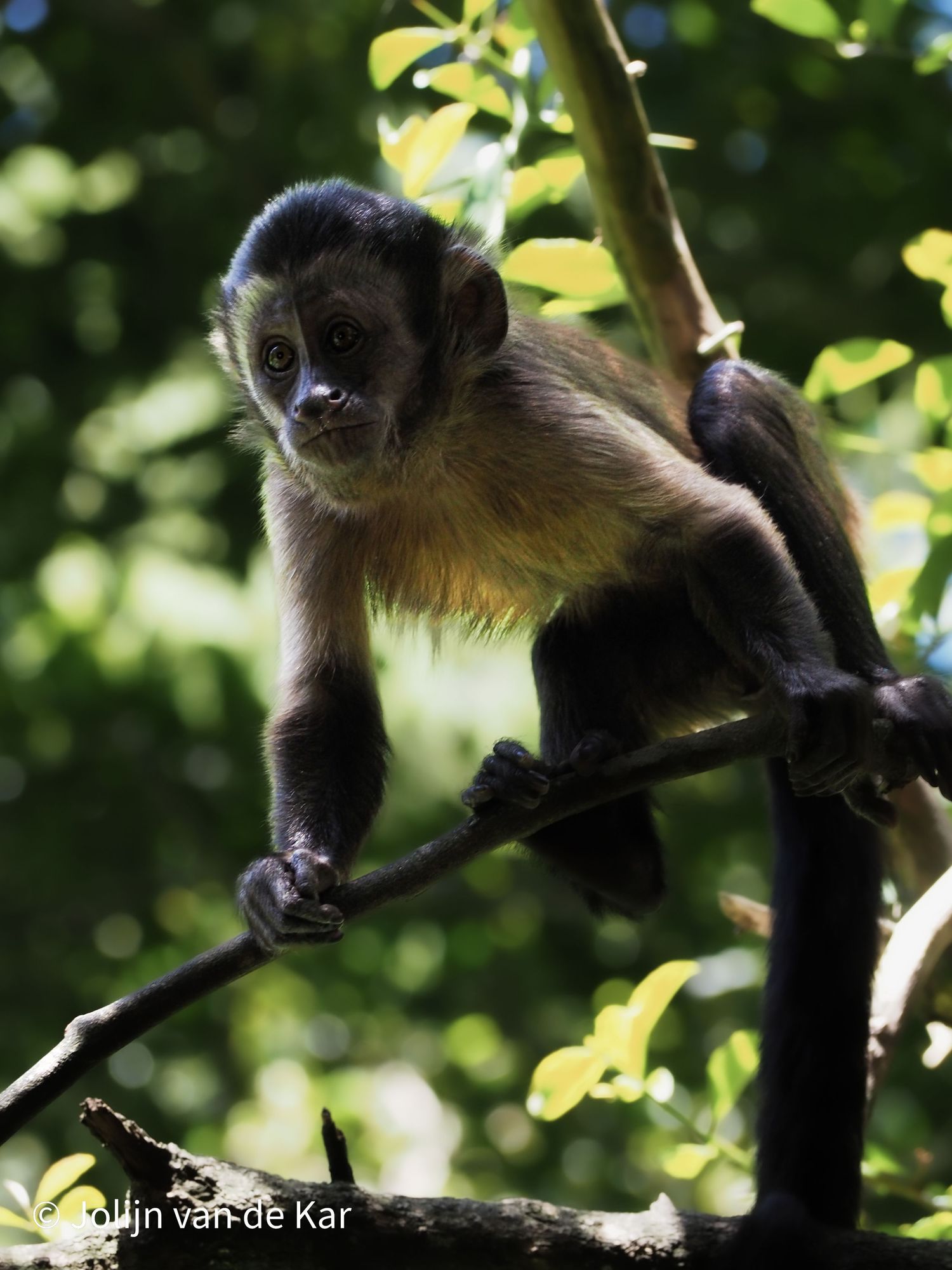 Capuchin