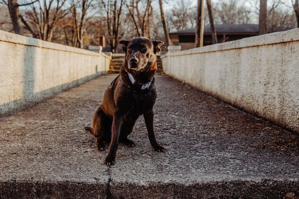 A brown and black dog sits in a concrete tunnel pathway during golden hour light.