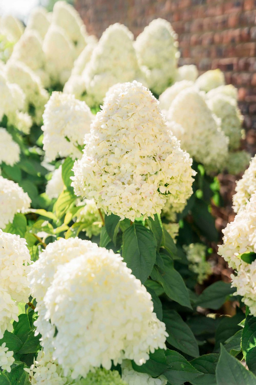Blooming white hydrangea flowers with lush green foliage against a brick wall background.