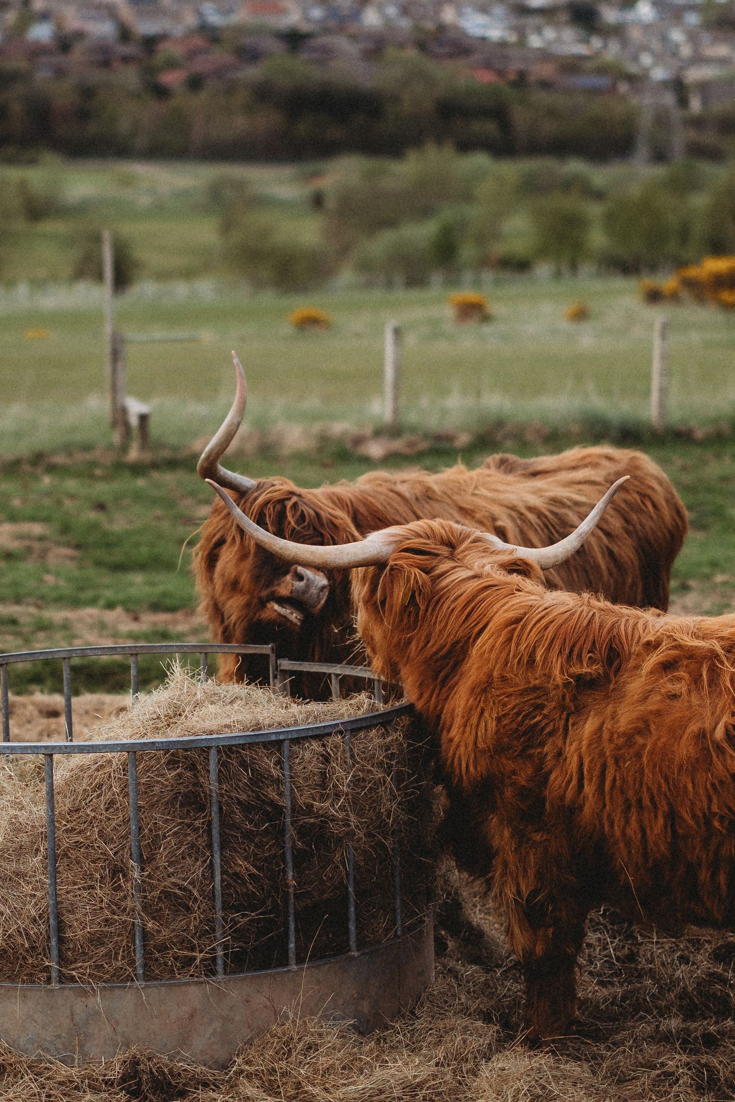 Highland cattle with shaggy reddish-brown coats and long horns eating hay from a metal feeder on a farm.