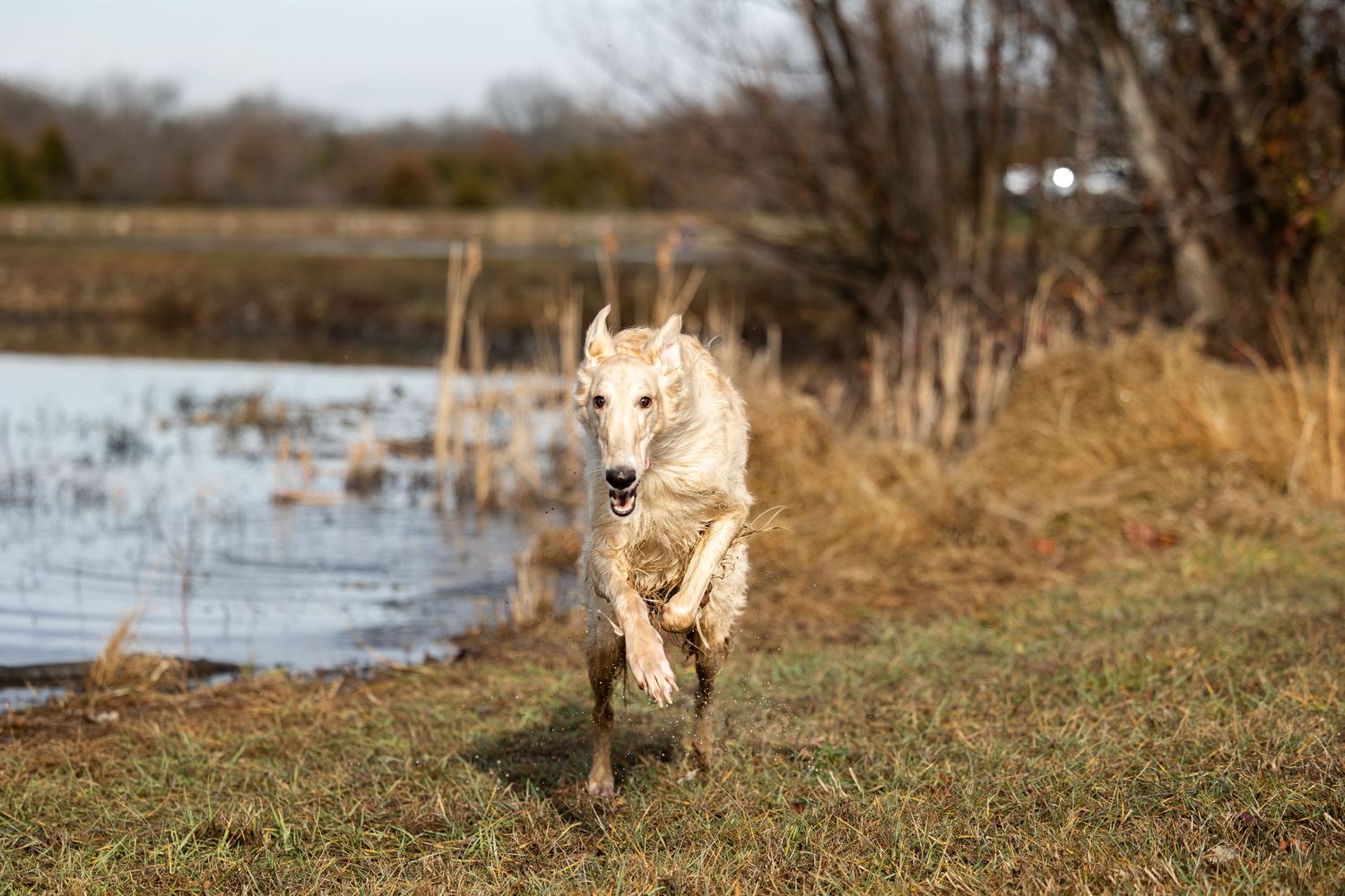 A fluffy Borzoi dog sprints across green grass near a calm reflective wetland area.