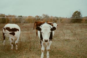 A series of black and white photographs showing dairy cows grazing in a pastoral farm field setting.