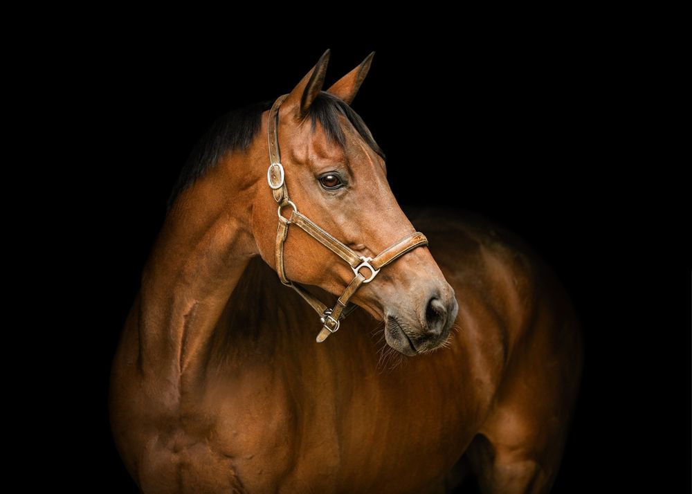 A series of artistic portraits showing a chestnut horse's head and profile against a dark background.