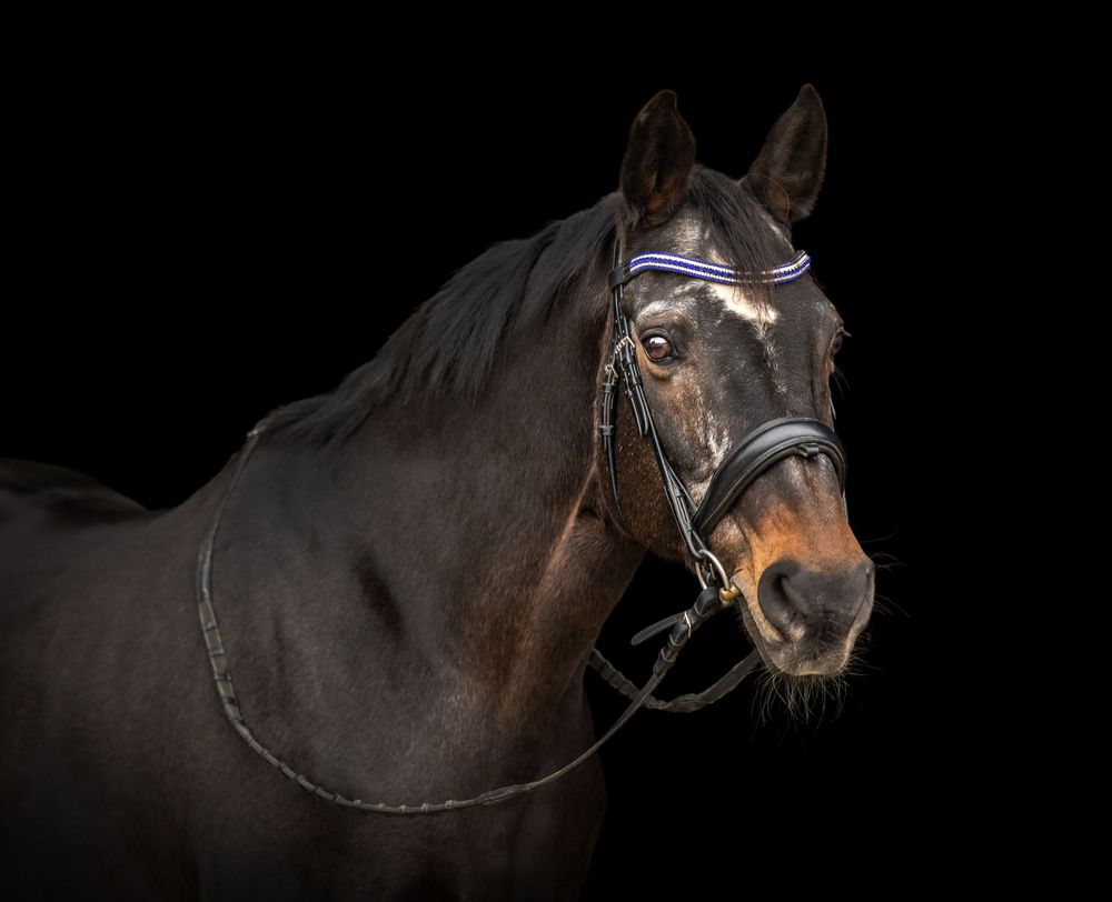 A series of dramatic close-up portraits of dark horses against black backgrounds showing their faces and bridles.