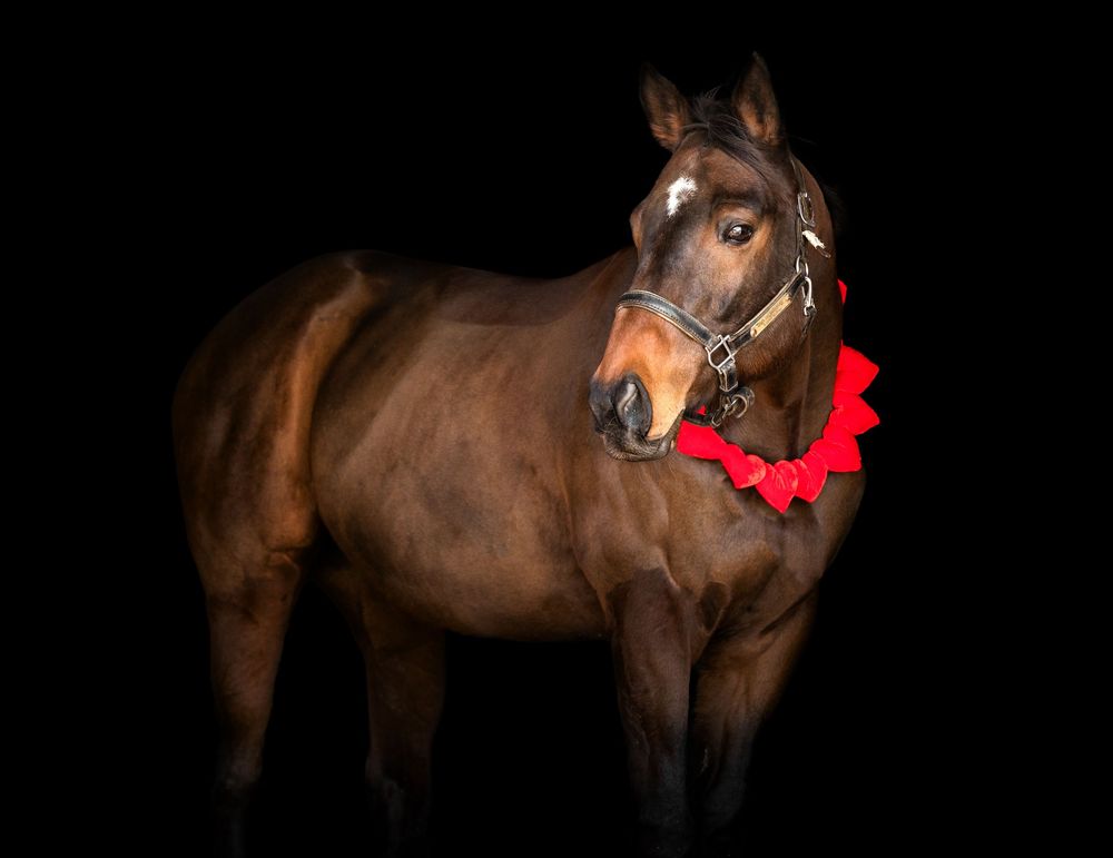 A sequence of photos showing a dark brown horse wearing a red collar against a black background.