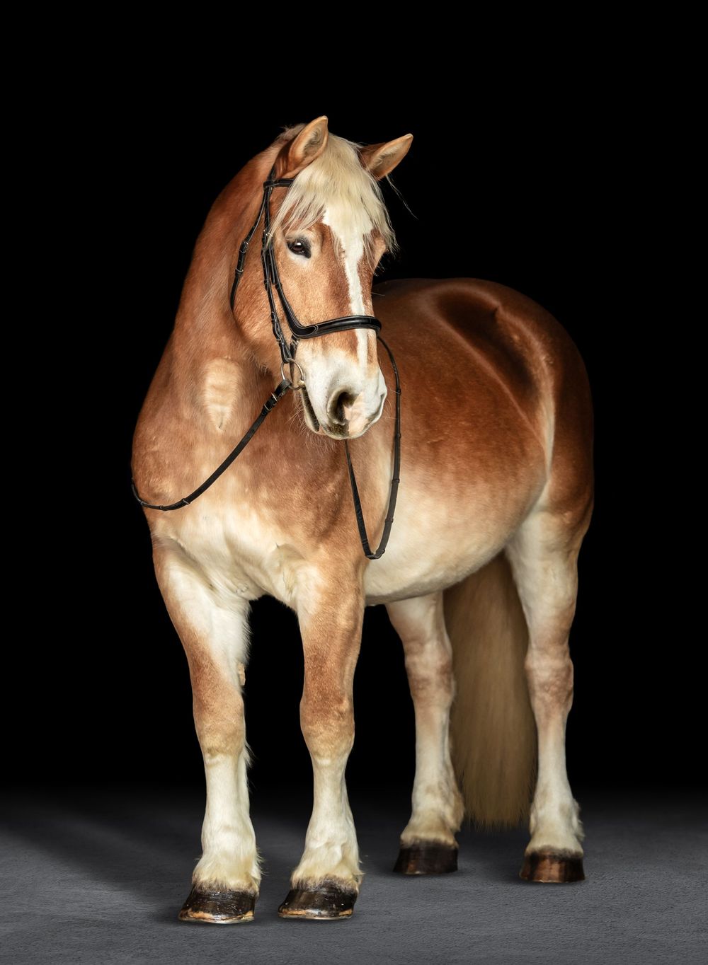 Ceramic Belgian draft horse figurine with tan and white coloring shown from multiple angles against a black background.