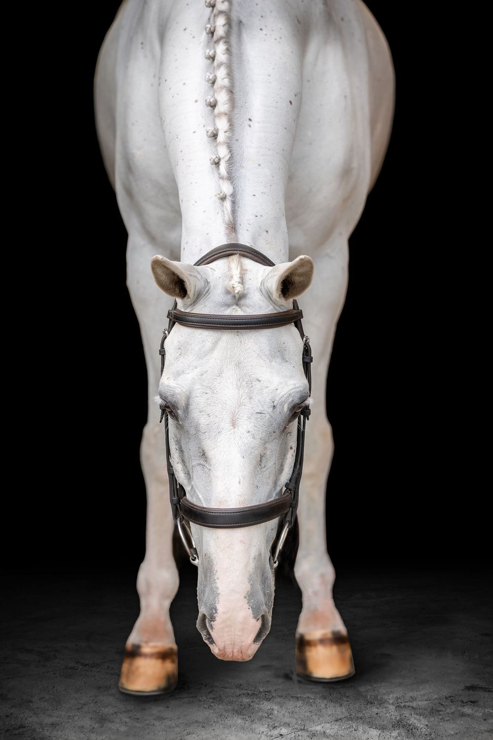 White horse wearing a leather bridle and halter looking down at camera against black background.