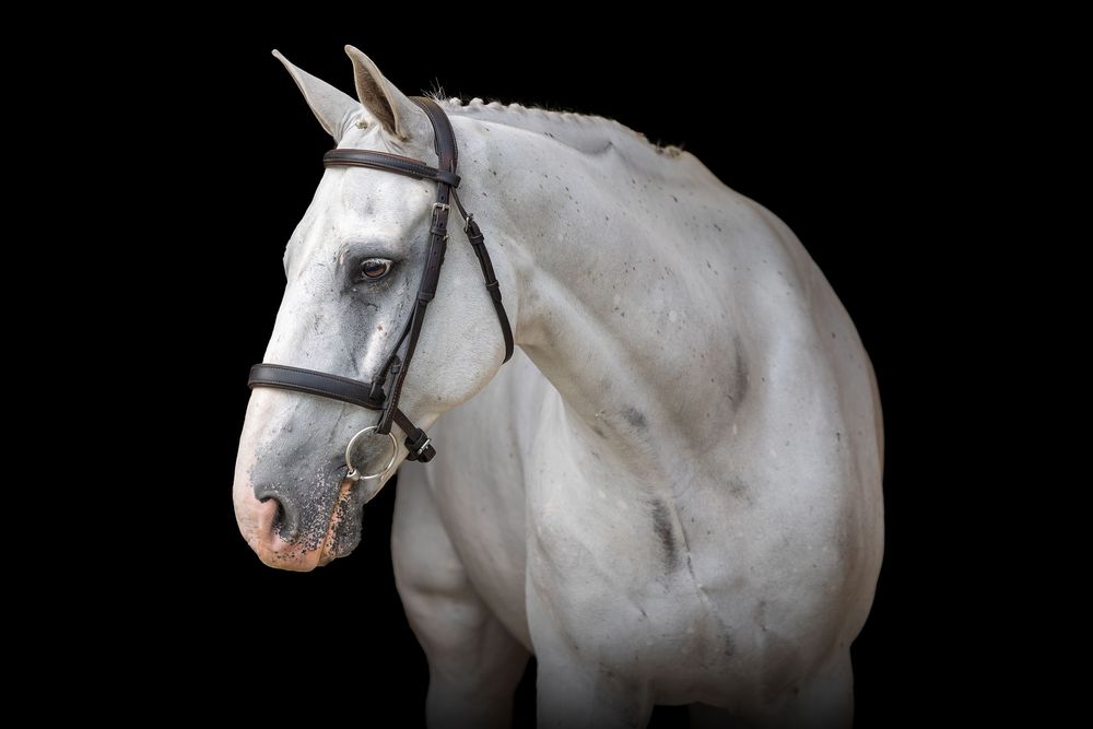 A series of close-up photos showing different angles of a majestic white horse with a bridle.