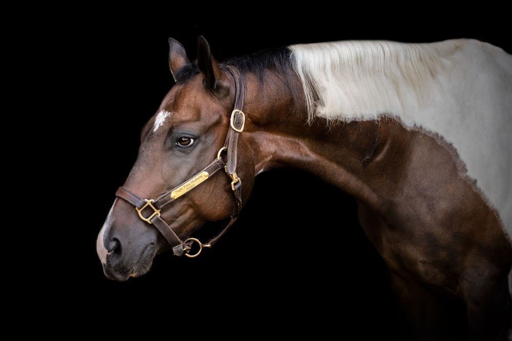 A series of six brown horse portraits showing different angles of equine heads against dark backgrounds.