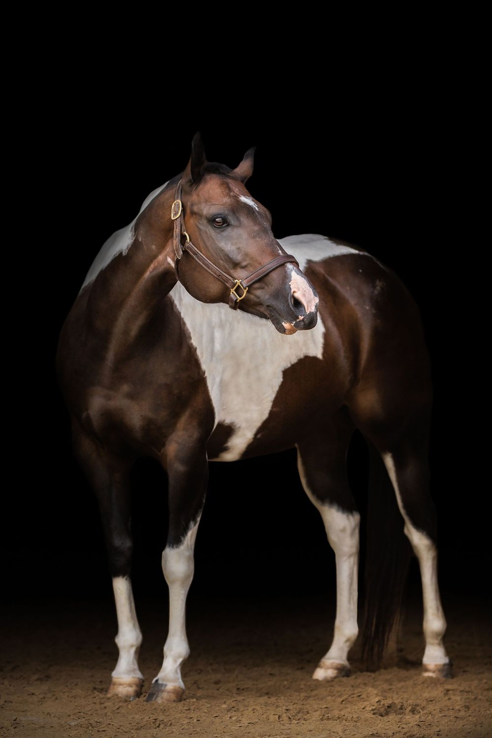A series of connected photos showing different angles of a brown and white horse standing in a dark studio setting.