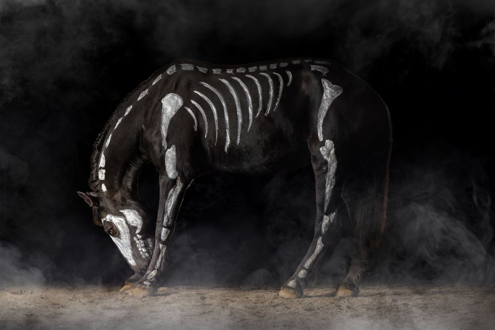 A series of dinosaur skeleton fossils arranged in a dark museum display showing different prehistoric species.