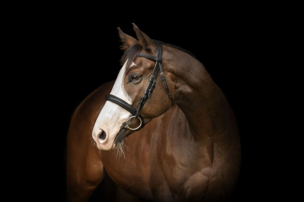 A brown horse with white facial markings performs a dressage movement in an indoor arena.