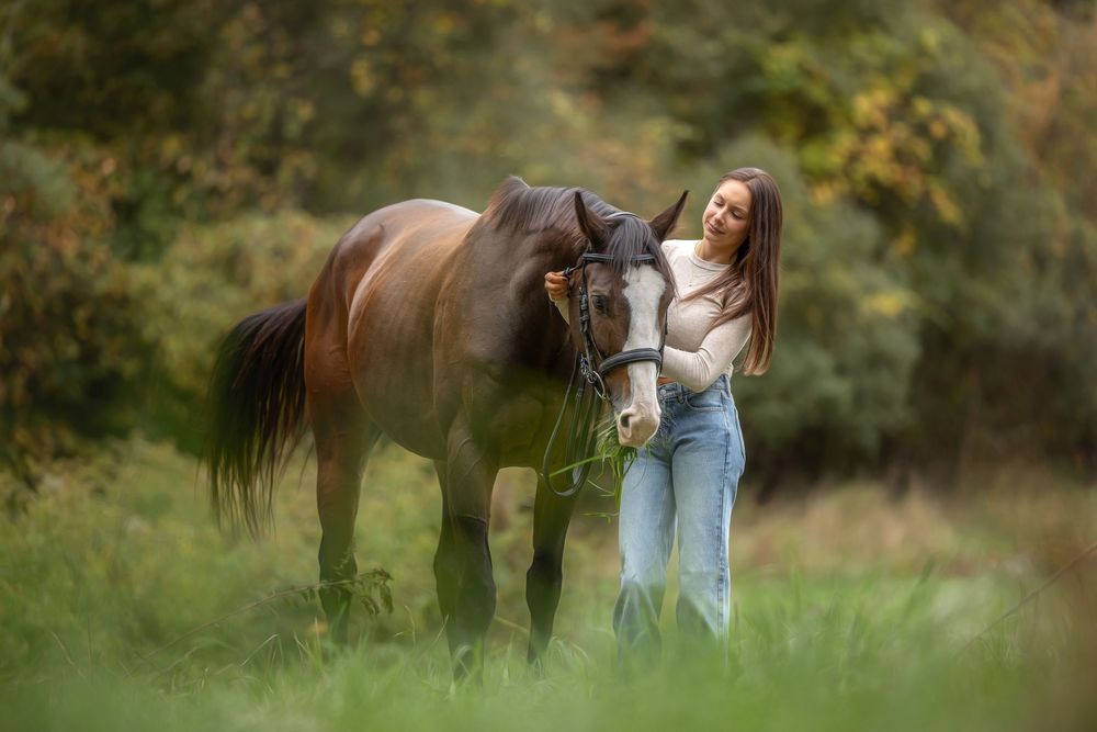 A brown horse grazes in a lush green field during autumn while being photographed in a series of connected shots.
