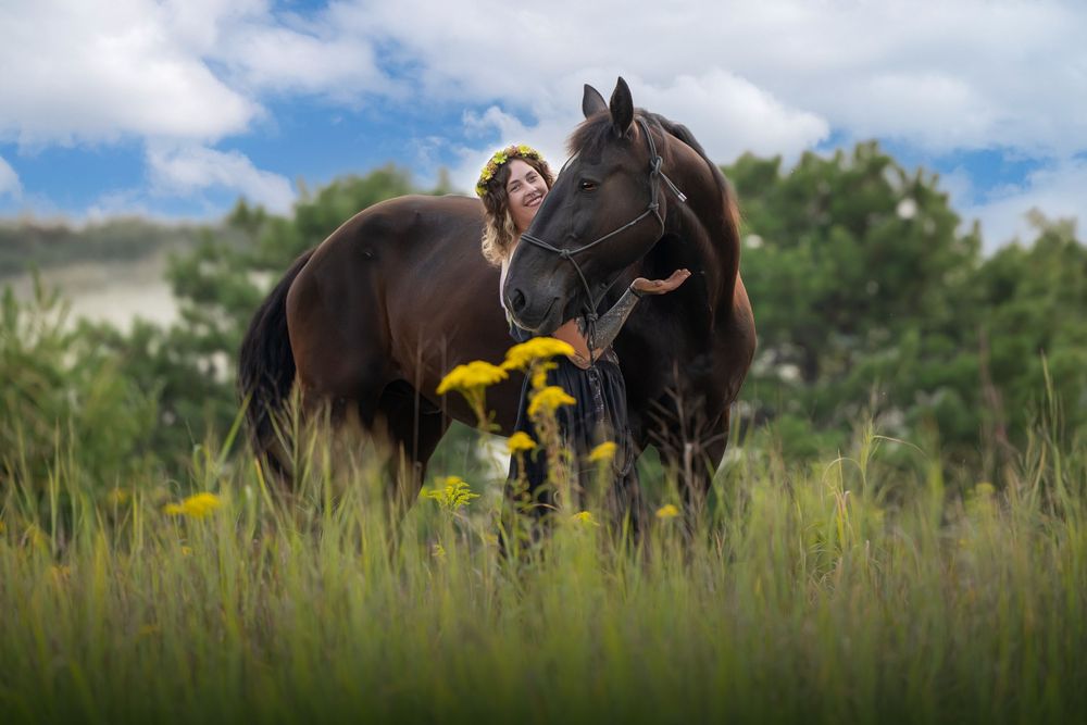 A dark horse grazes in a lush meadow with yellow wildflowers under a bright blue summer sky.