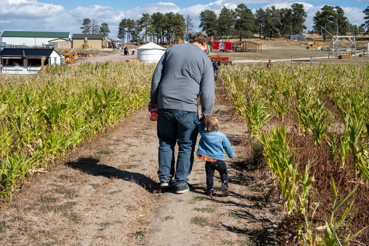 A parent and small child walk together on a dirt path through a cornfield at a fall harvest festival.