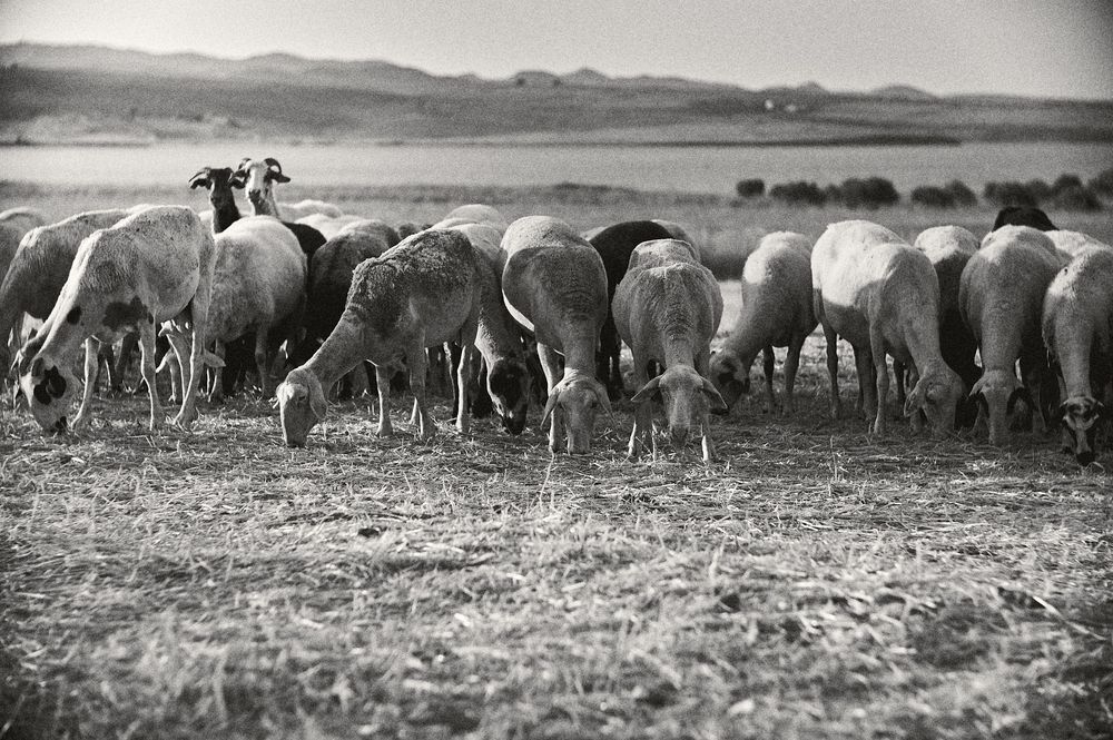 A herd of sheep grazes together on a dry field with mountains visible in the distant background.