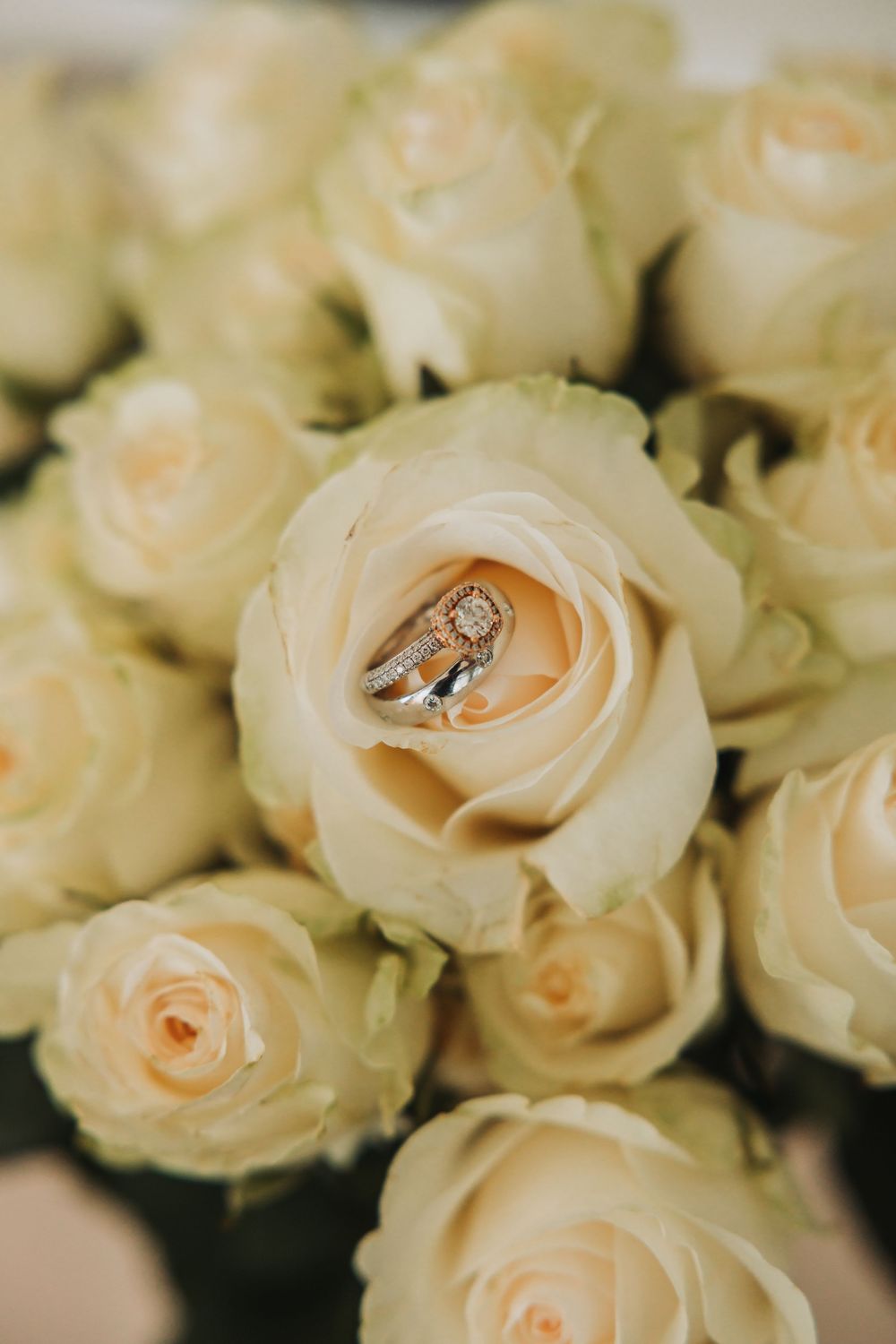 A diamond engagement ring nestled in the center of a cream colored rose in soft focus.