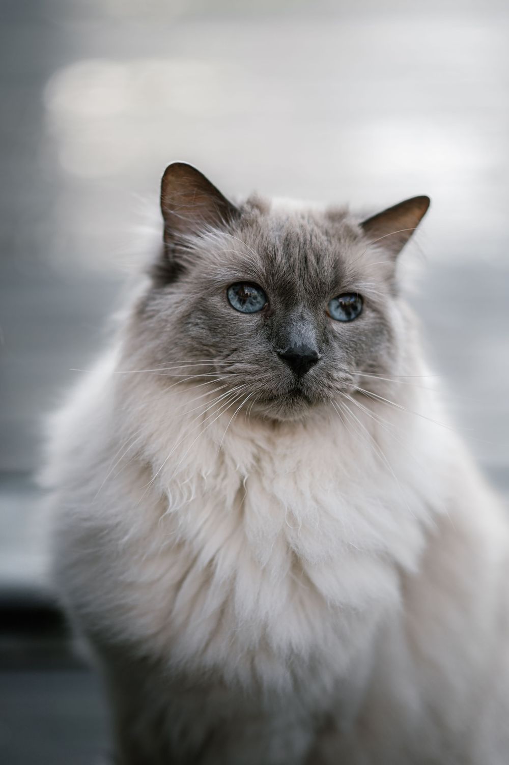 kissa