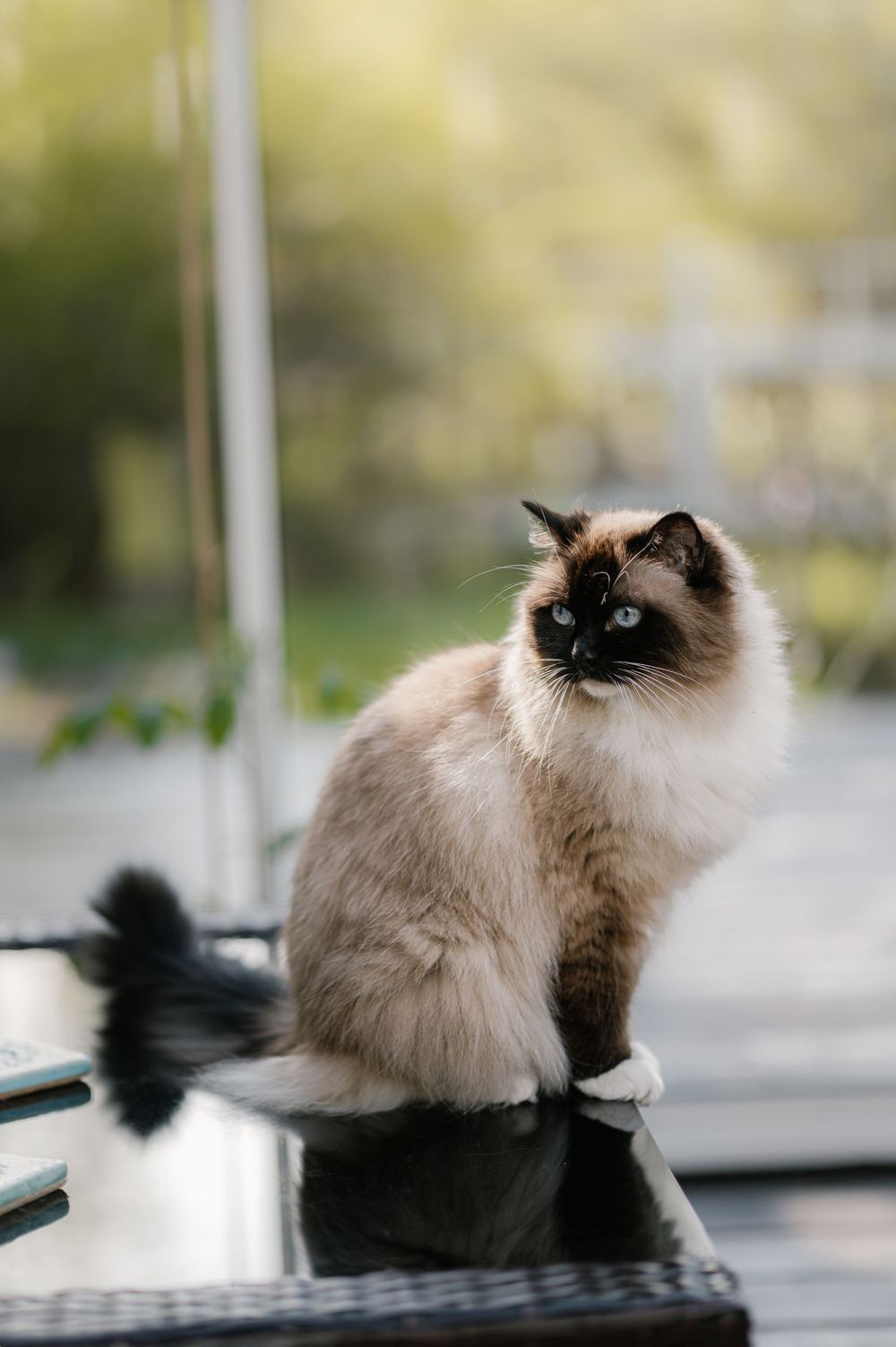kissa