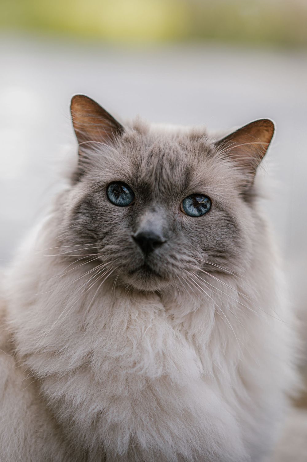 kissa