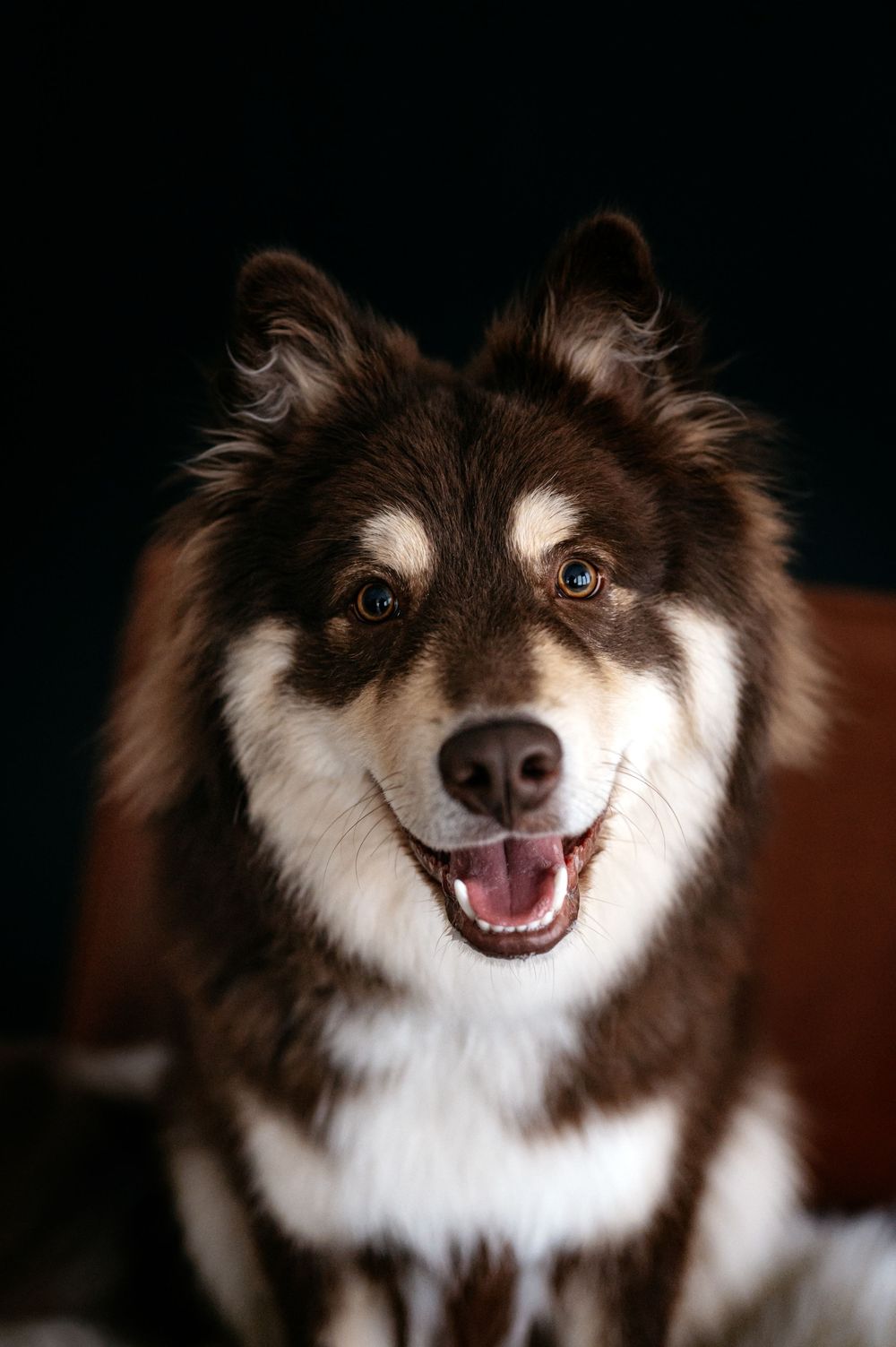 koira