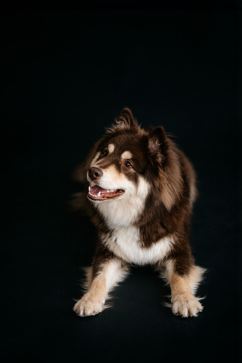 koira