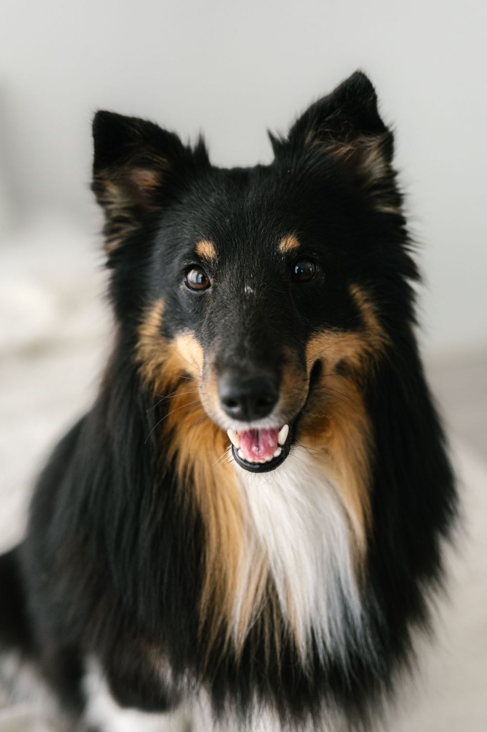 koira