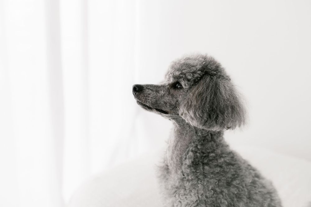 koira