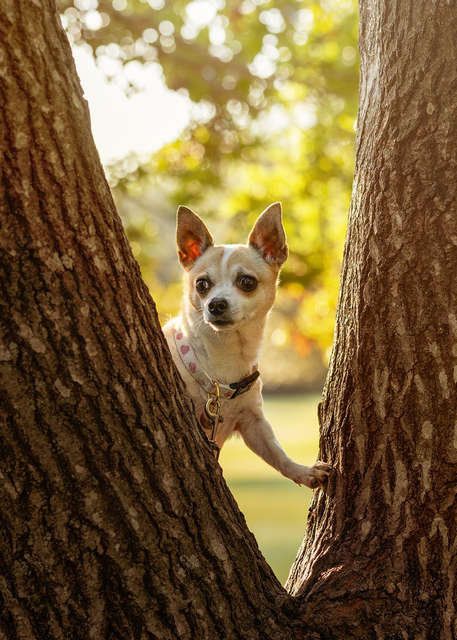A small Chihuahua dog peeks playfully from behind a tree trunk in a sunlit park setting.