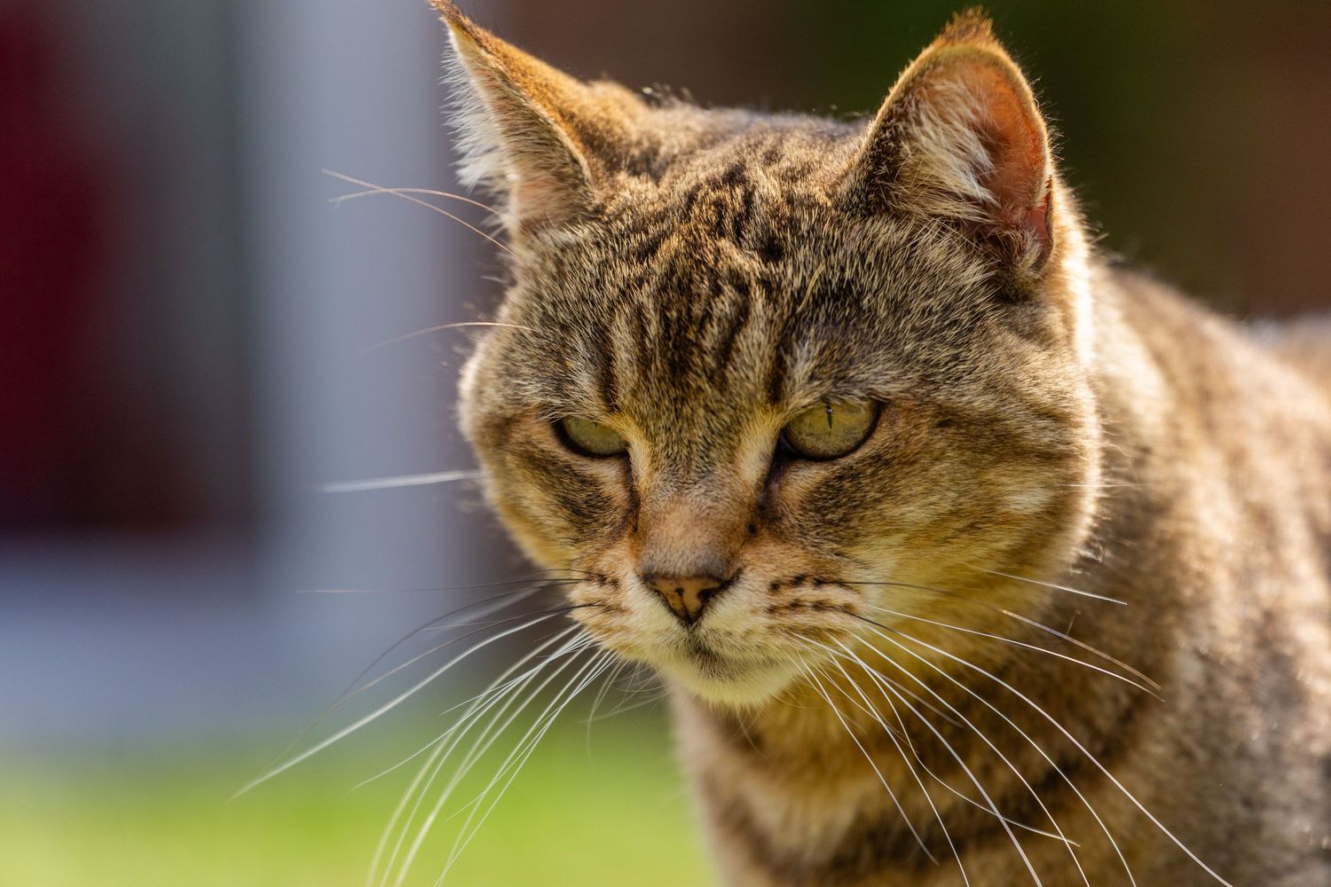 Close up of gorgeous tabby cat from Beautiful Pet Portraits