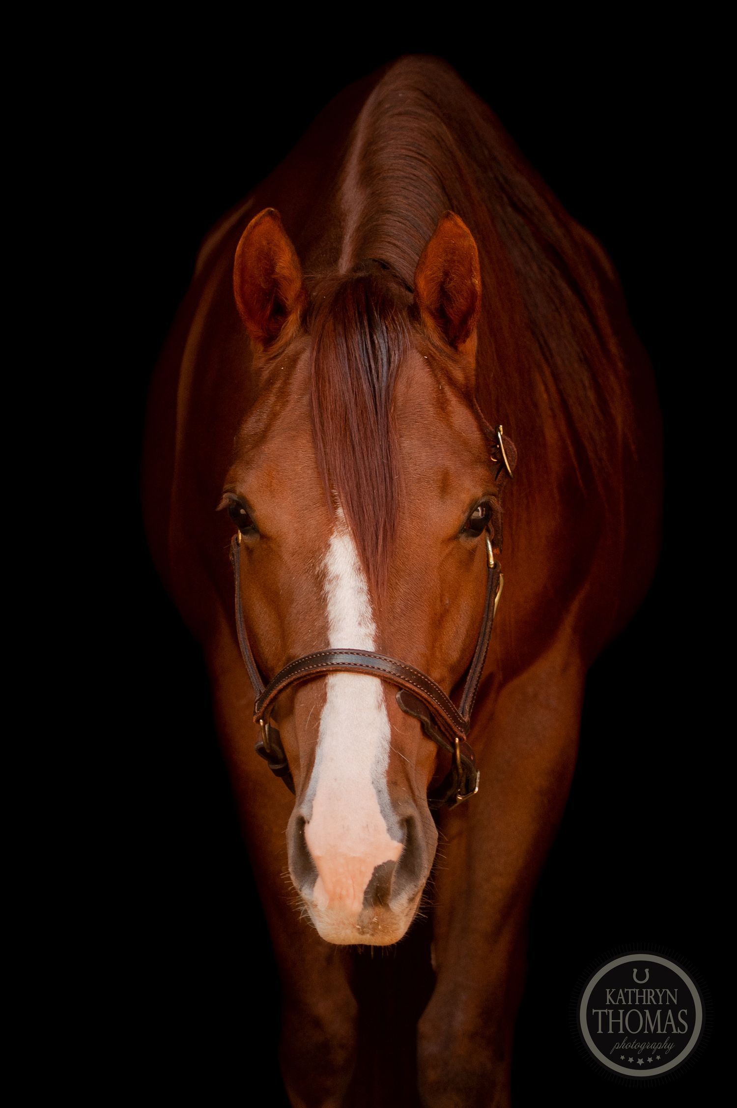 Front view of chestnut horse with white facial markings wearing leather halter.