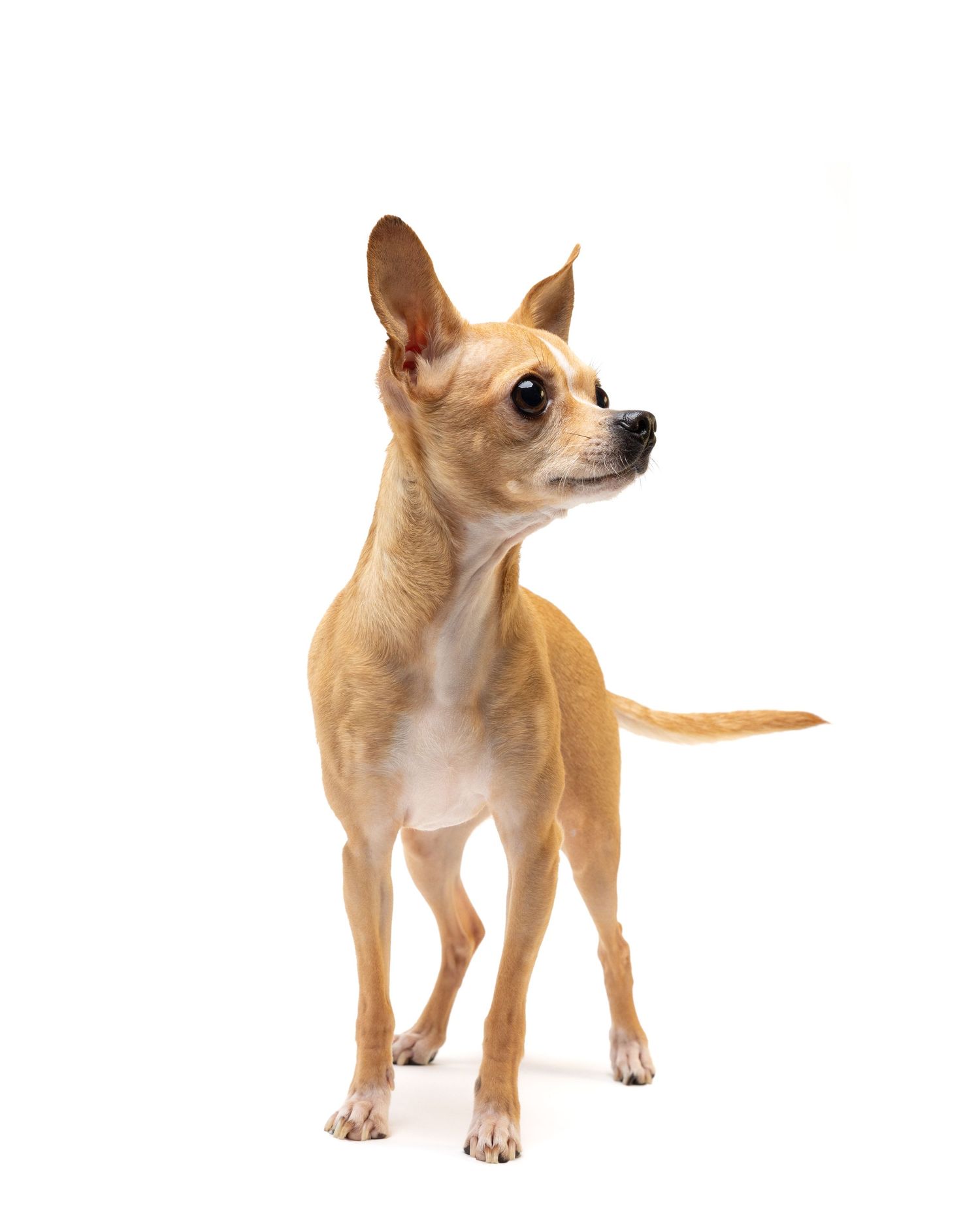 Chihuahua portrait taken with white background mobile studio portrait setup for website, wall art, or commercial pet business Copyrighted