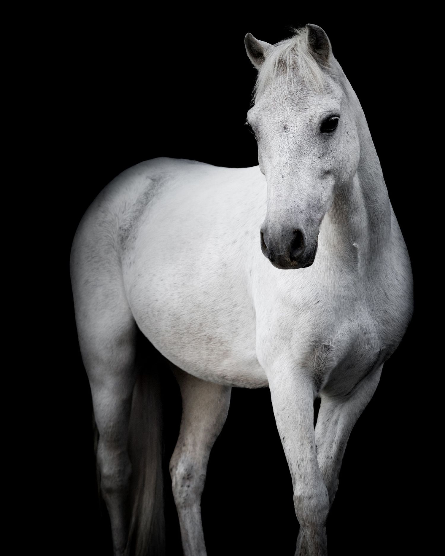 Black background equine portrait of a gray welsh pony Copyright Amanda Barr Photography