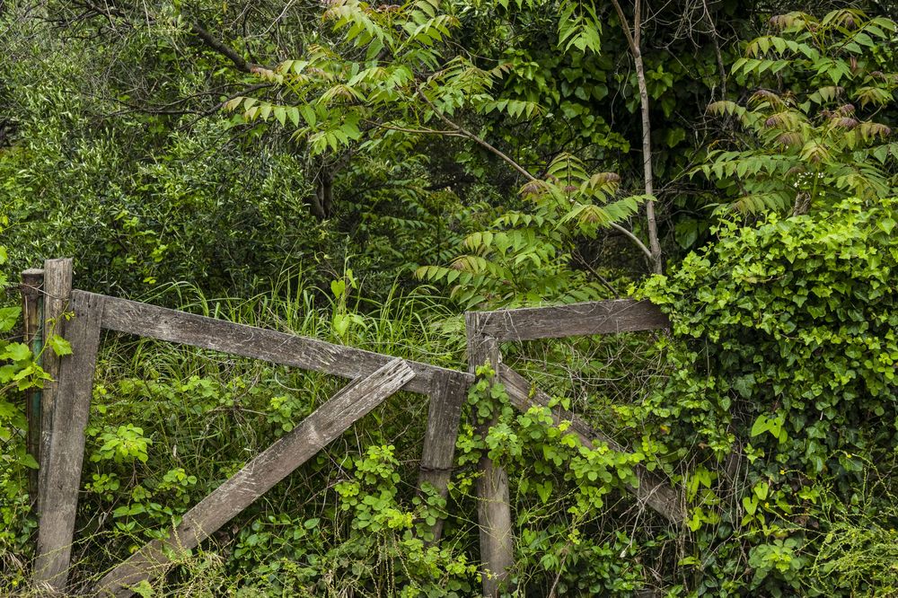 A wooden fence meanders through lush green foliage and trees in a tranquil garden setting.