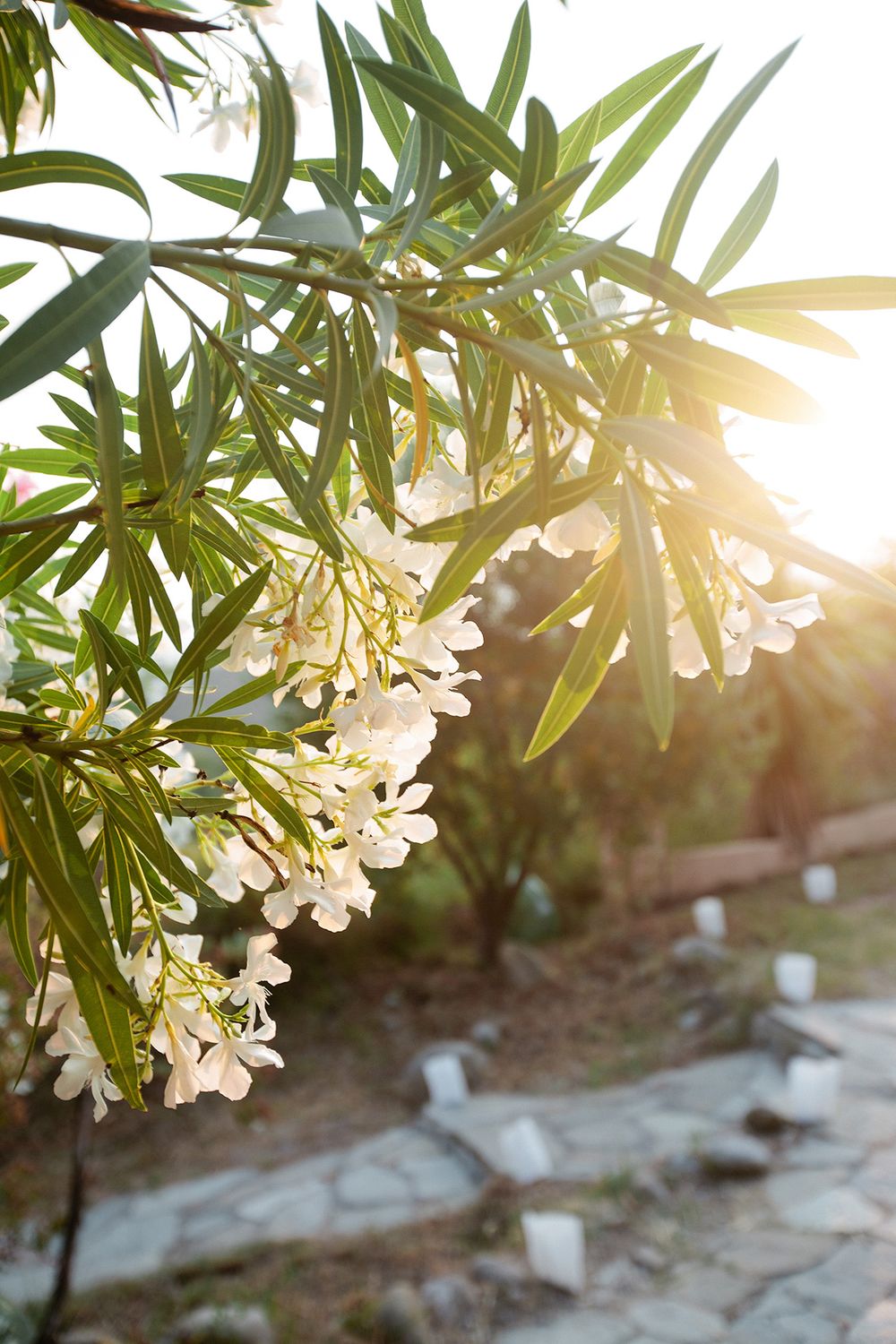 Mediterranean garden flowers at a villa wedding in Ventimiglia