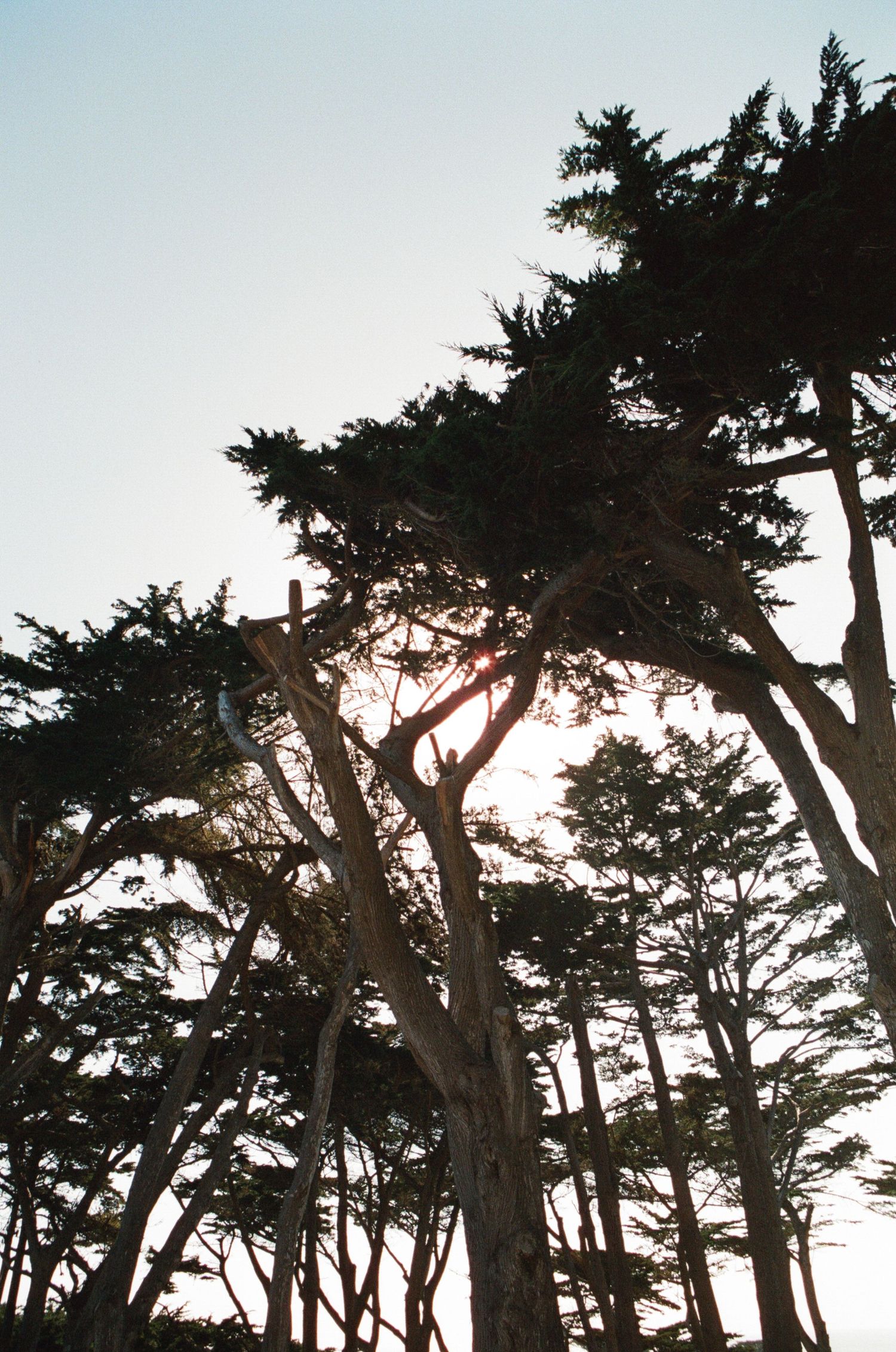 Tall cypress trees silhouetted against a clear sky with sunlight filtering through the branches at golden hour.